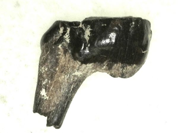 Cretaceous Mammal Tooth #28 - Image 2