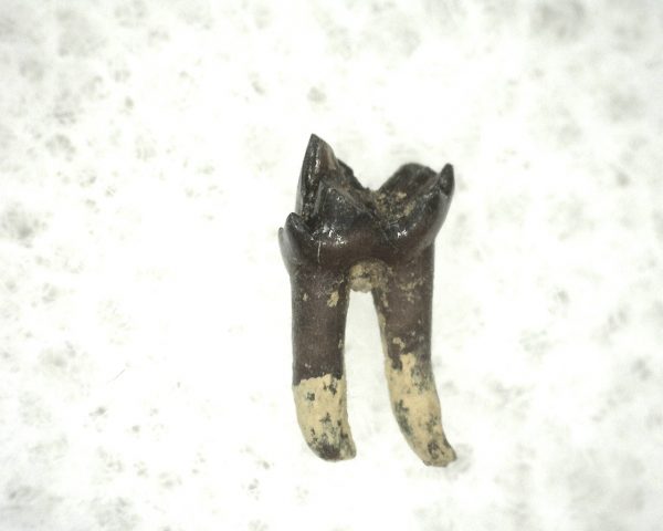 Cretaceous Mammal Tooth #2 - Image 2