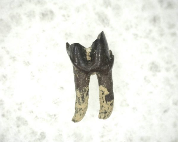 Cretaceous Mammal Tooth #2 - Image 3