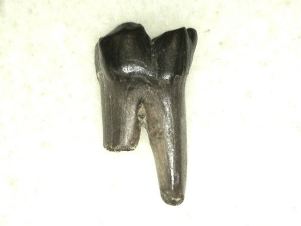 Cretaceous Mammal Tooth #30 - Image 3