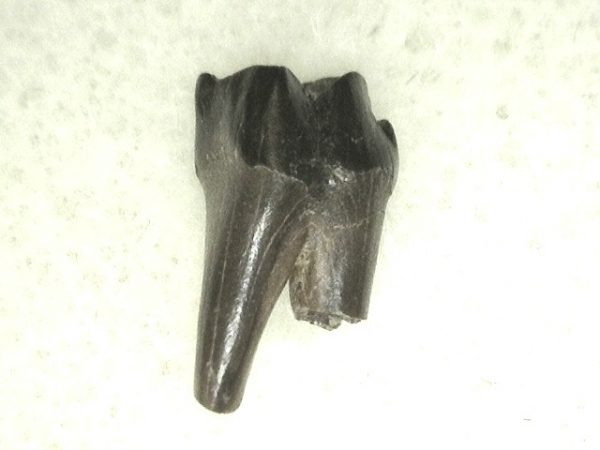 Cretaceous Mammal Tooth #30 - Image 2