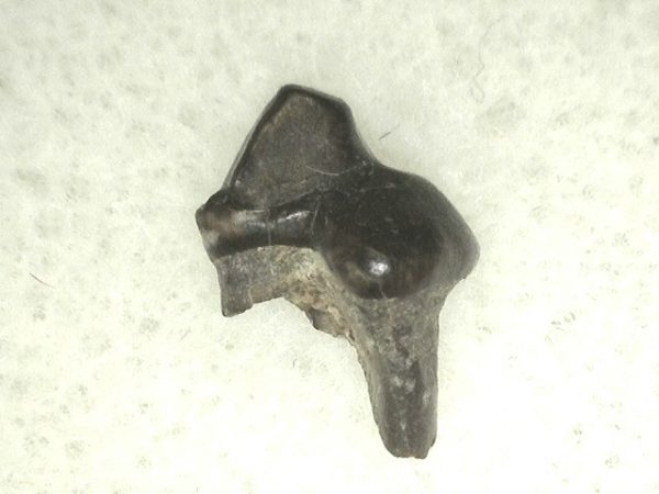 Cretaceous Mammal Tooth #32 - Image 2