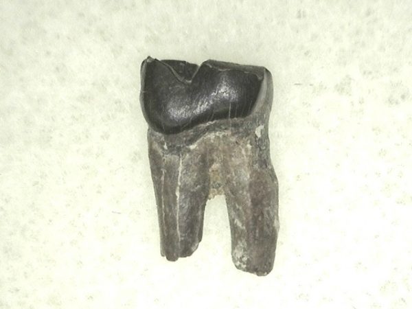 Cretaceous Mammal Tooth #34 - Image 2