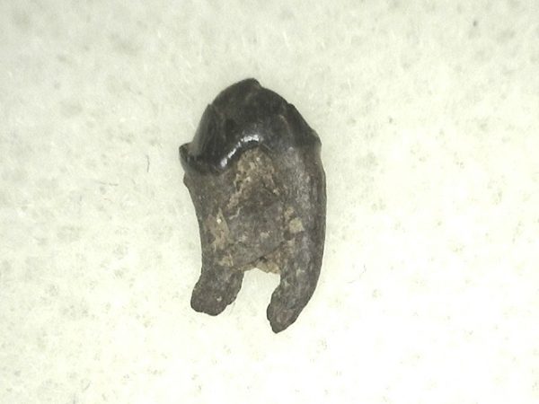 Cretaceous Mammal Tooth #37 - Image 3