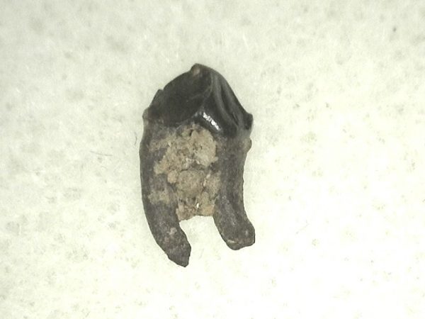 Cretaceous Mammal Tooth #37 - Image 2