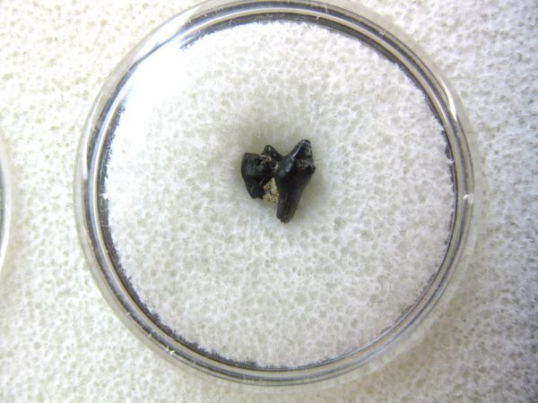 Cretaceous Mammal Tooth #40