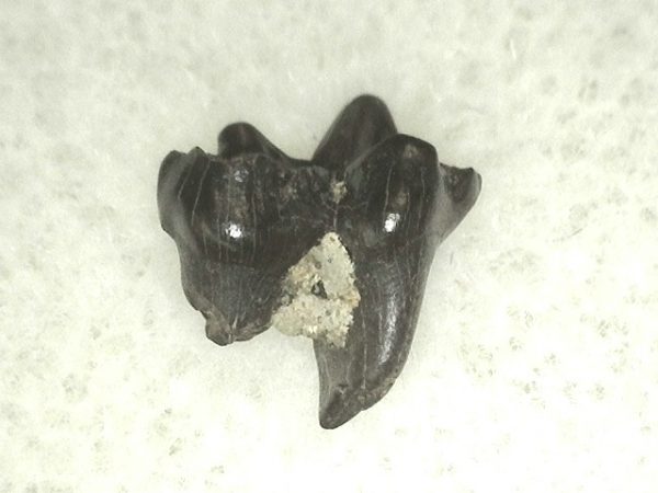 Cretaceous Mammal Tooth #40 - Image 3