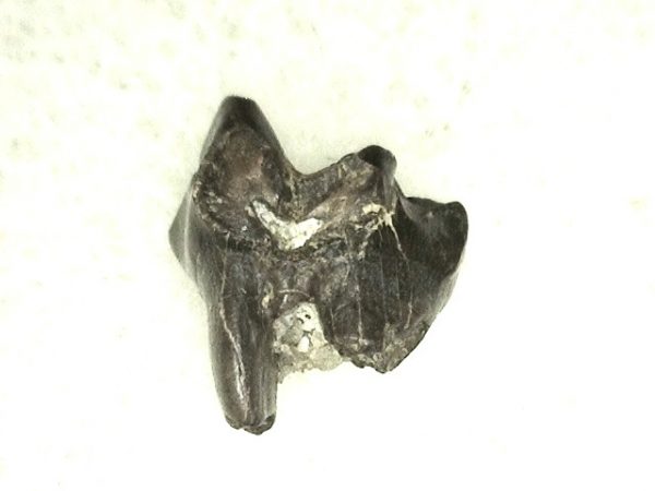 Cretaceous Mammal Tooth #40 - Image 2