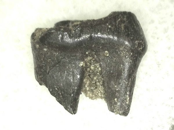 Cretaceous Mammal Tooth #41 - Image 2