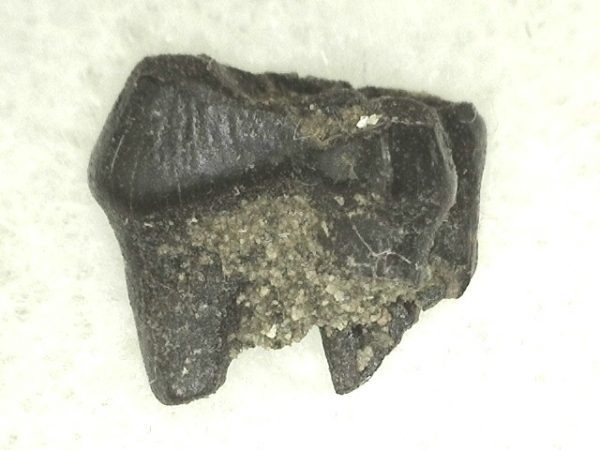 Cretaceous Mammal Tooth #41 - Image 3