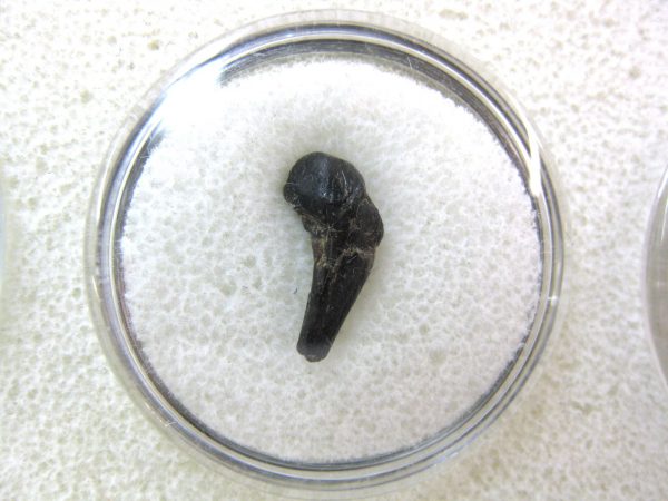 Cretaceous Mammal Tooth #42