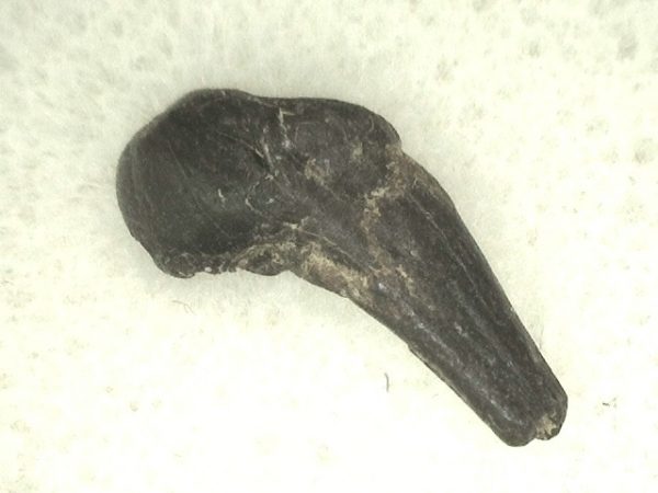 Cretaceous Mammal Tooth #42 - Image 3