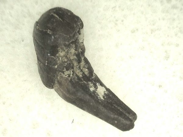 Cretaceous Mammal Tooth #42 - Image 2