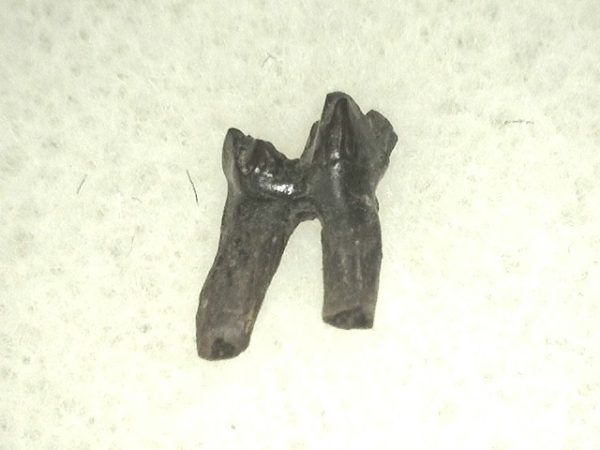 Cretaceous Mammal Tooth #43 - Image 2