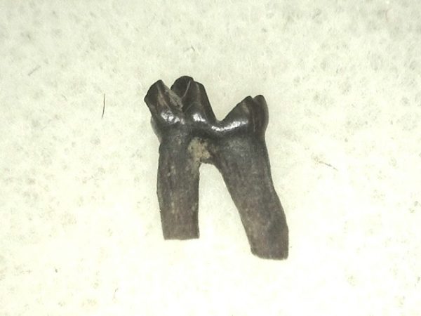 Cretaceous Mammal Tooth #43 - Image 3