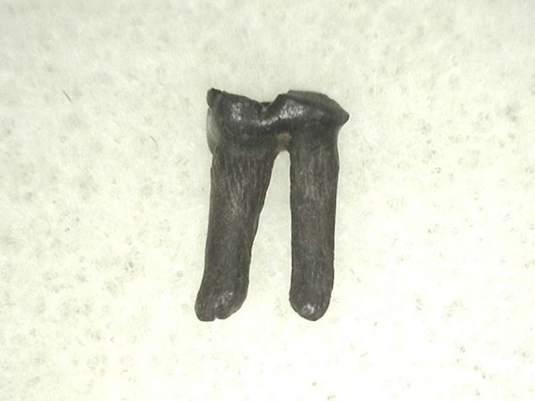 Cretaceous Mammal Tooth #46 - Image 3