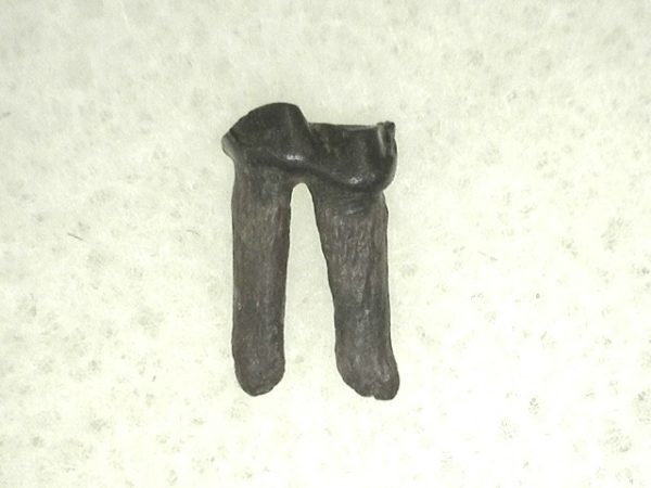 Cretaceous Mammal Tooth #46 - Image 2