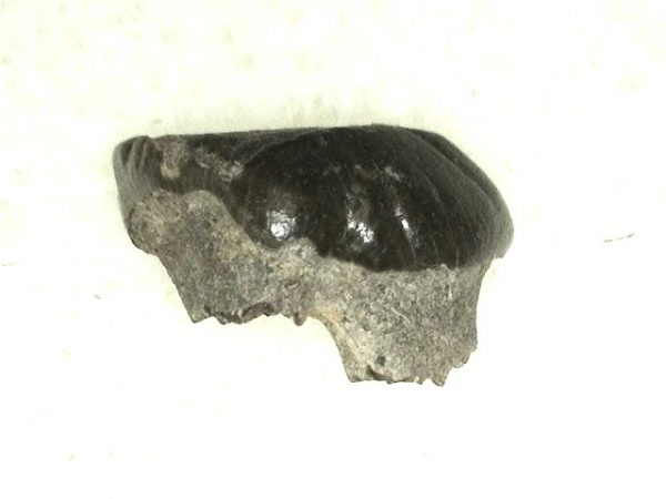 Cretaceous Mammal Tooth #47 - Image 3