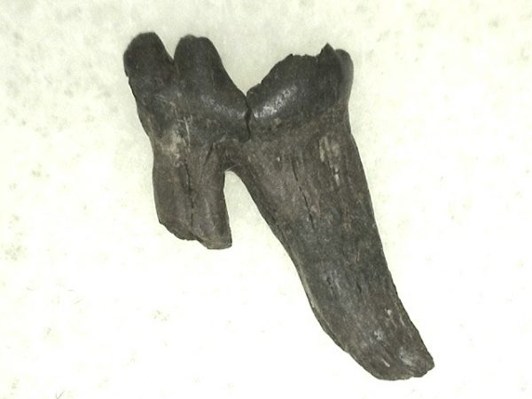 Cretaceous Mammal Tooth #48 - Image 3