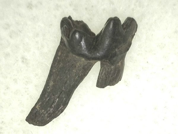 Cretaceous Mammal Tooth #48 - Image 2