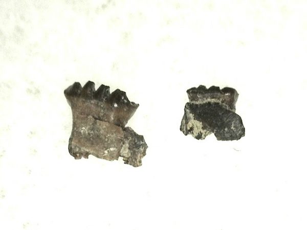 Cretaceous Mammal Tooth #50 - Image 3