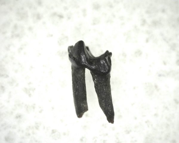 Cretaceous Mammal Tooth #5 - Image 2