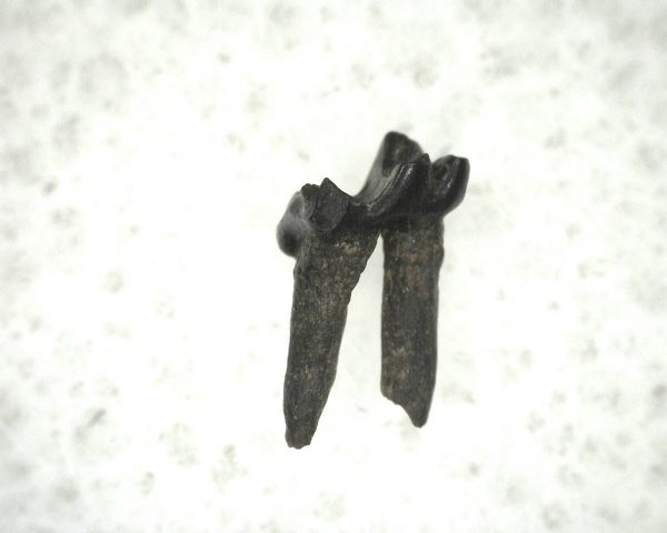 Cretaceous Mammal Tooth #6 - Image 3