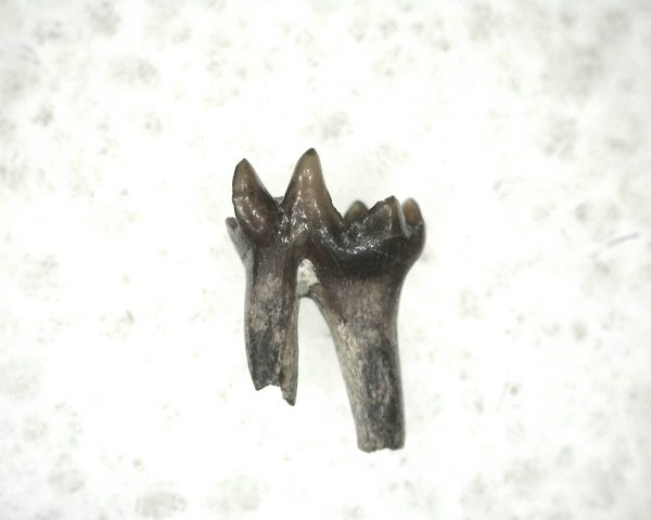 Cretaceous Mammal Tooth #6 - Image 2