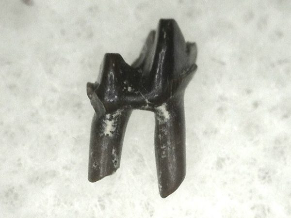 Cretaceous Mammal Tooth #7 - Image 3