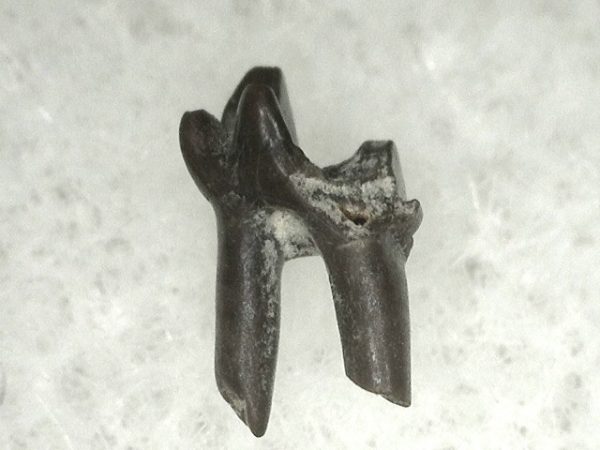 Cretaceous Mammal Tooth #7 - Image 2