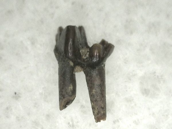 Cretaceous Mammal Tooth #8 - Image 2