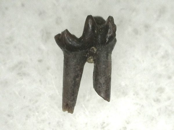 Cretaceous Mammal Tooth #8 - Image 3