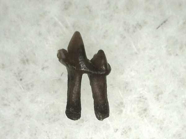 Cretaceous Mammal Tooth #9 - Image 2