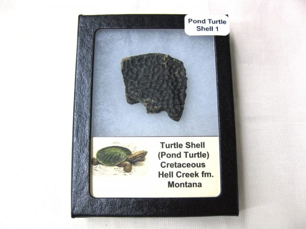 Genuine Pond Turtle Shell for Sale from Montana #1