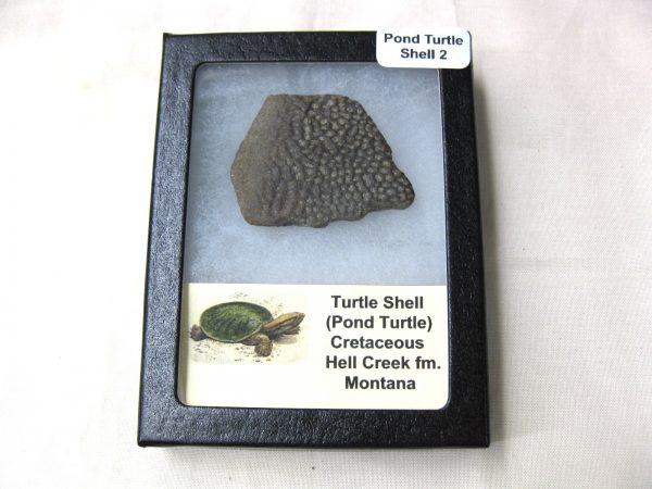 Genuine Pond Turtle Shell for Sale from Montana #2