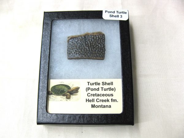 Genuine Pond Turtle Shell for Sale from Montana #3