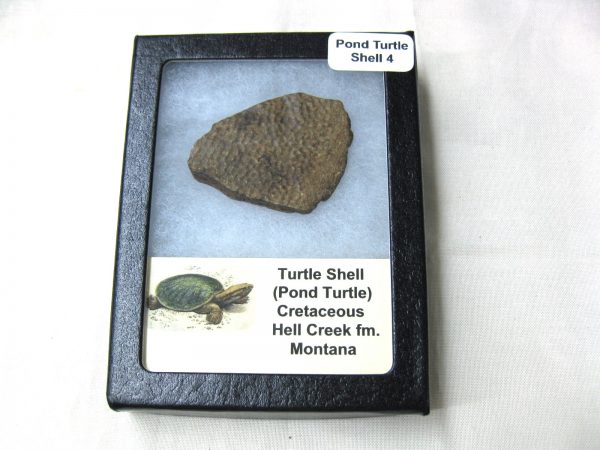 Genuine Pond Turtle Shell for Sale from Montana #4