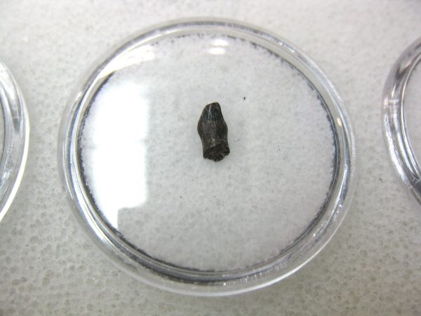 Thescelosaurus Dinosaur Tooth #14