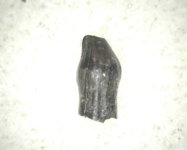 Thescelosaurus Dinosaur Tooth #14 - Image 3