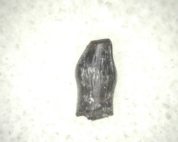 Thescelosaurus Dinosaur Tooth #14 - Image 2