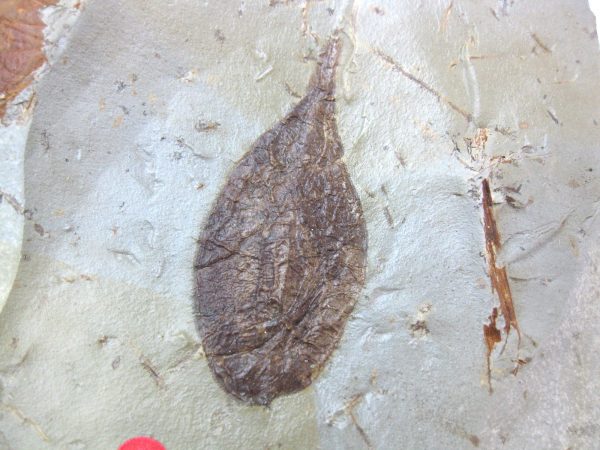 Paleocene Fruit #11 - Image 3