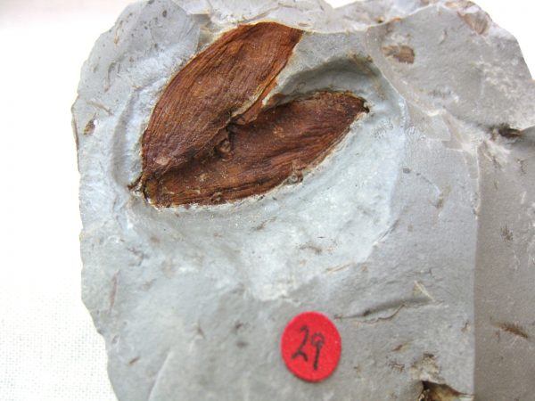 Paleocene Fruit #3 - Image 3