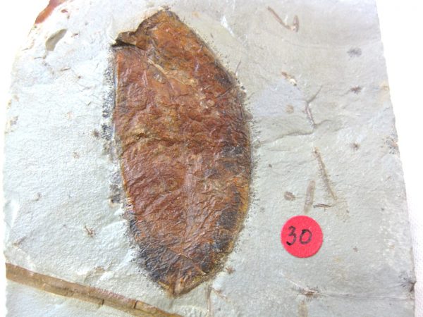 Paleocene Fruit #4 - Image 3