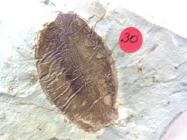 Paleocene Fruit #5 - Image 3