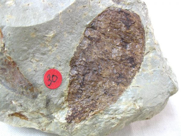 Paleocene Fruit #7 - Image 3