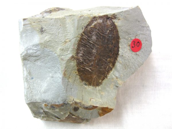 Paleocene Fruit #8