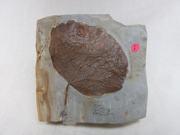 Paleocene Leaf #22