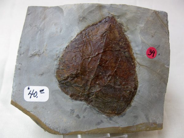 Paleocene Leaf #24