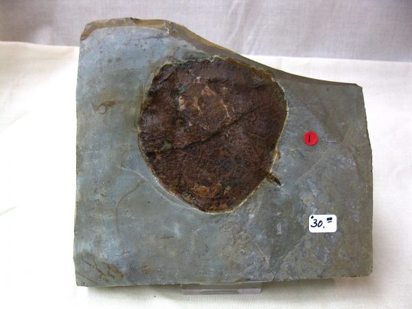 Paleocene Leaf #25