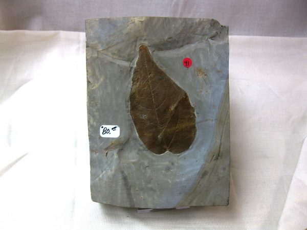 Paleocene Leaf #26